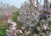 Apple Orchards at Upchurch near Gillingham